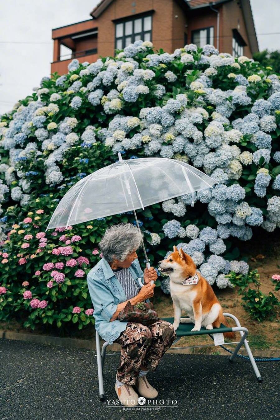 grand-mère, chien, adorable