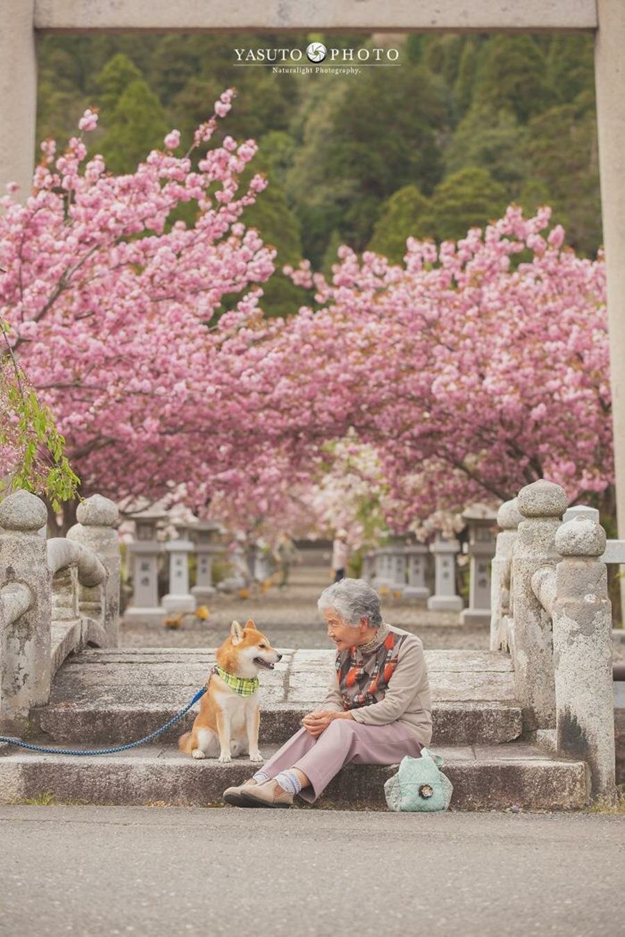 grand-mère, chien, adorable