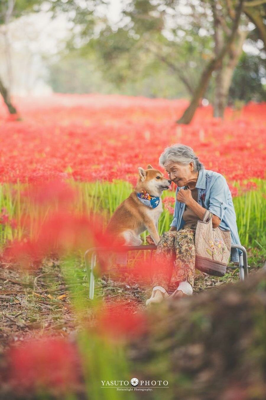 grand-mère, chien, adorable