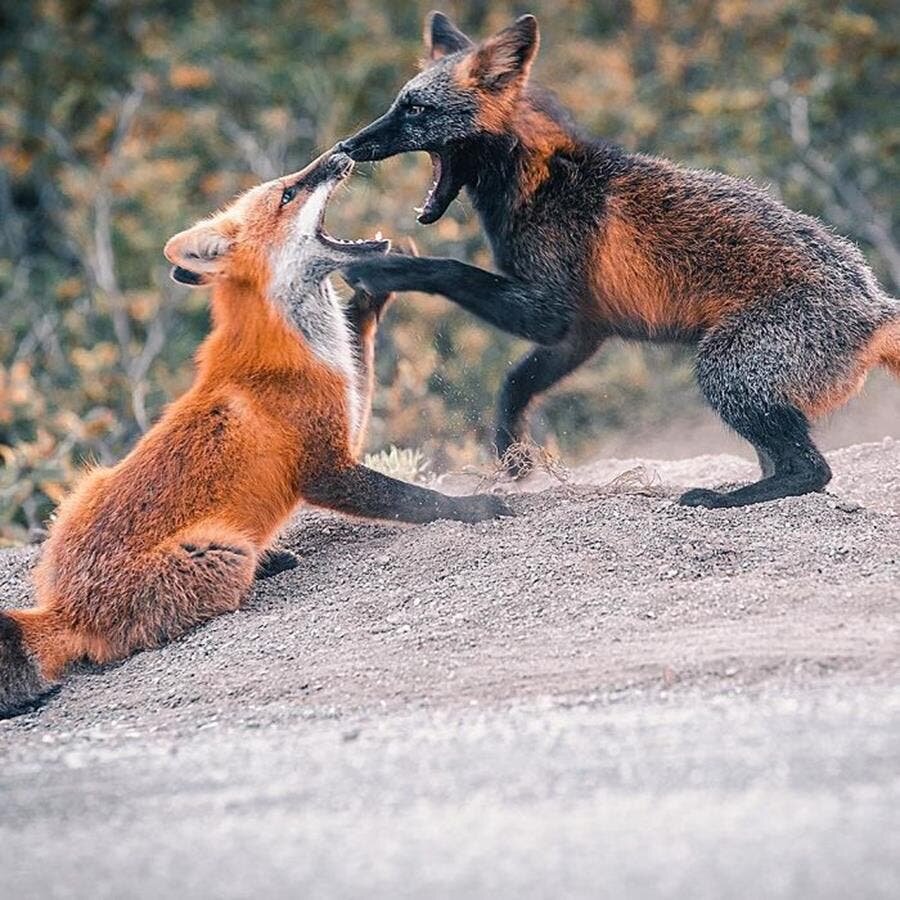 renard, roux, noir