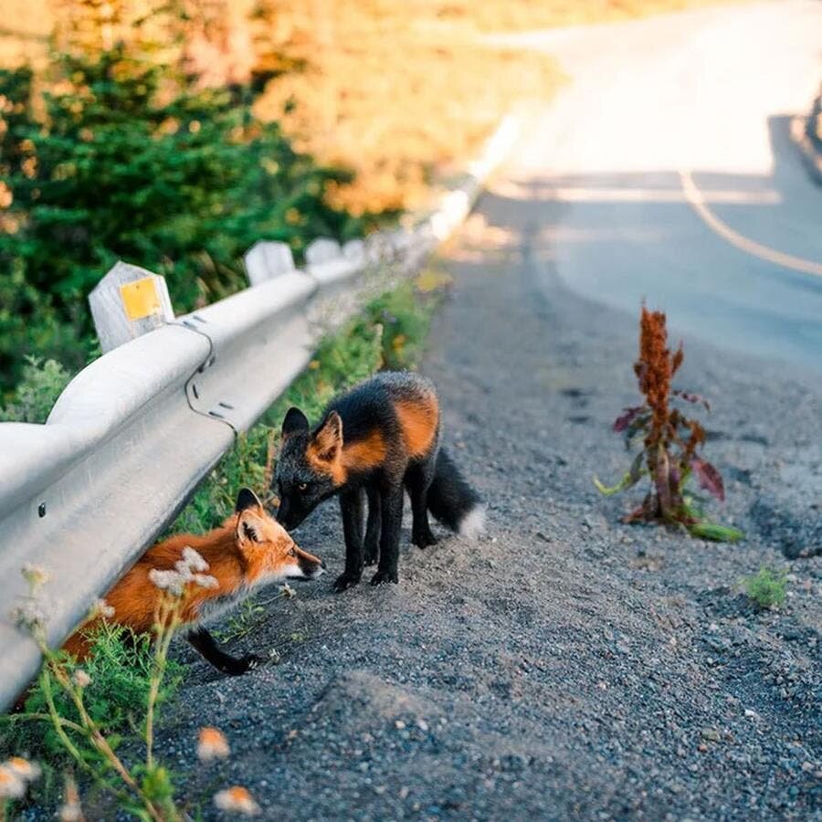 renard, roux, noir