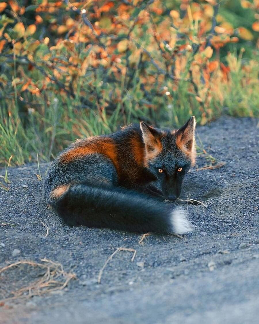 renard, roux, noir