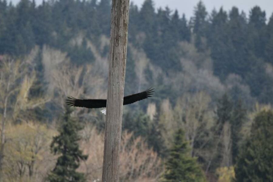 poteau, ailes, oiseau