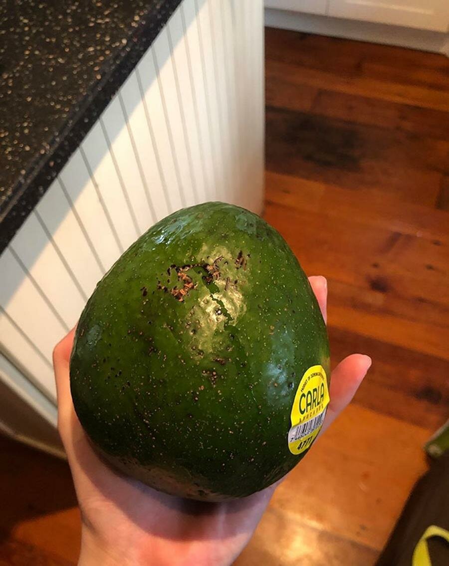 avocat, gros