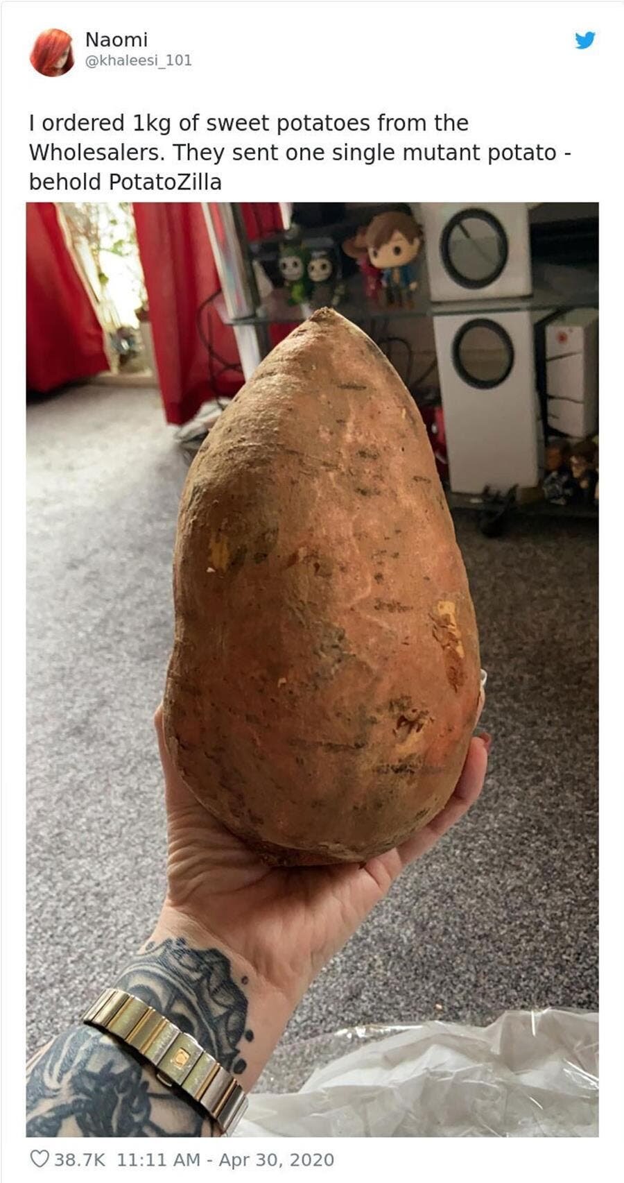 patate douce, énorme