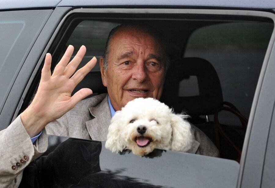 chirac, bichon, sumo, sumette, jacques, président, cadeau, chien