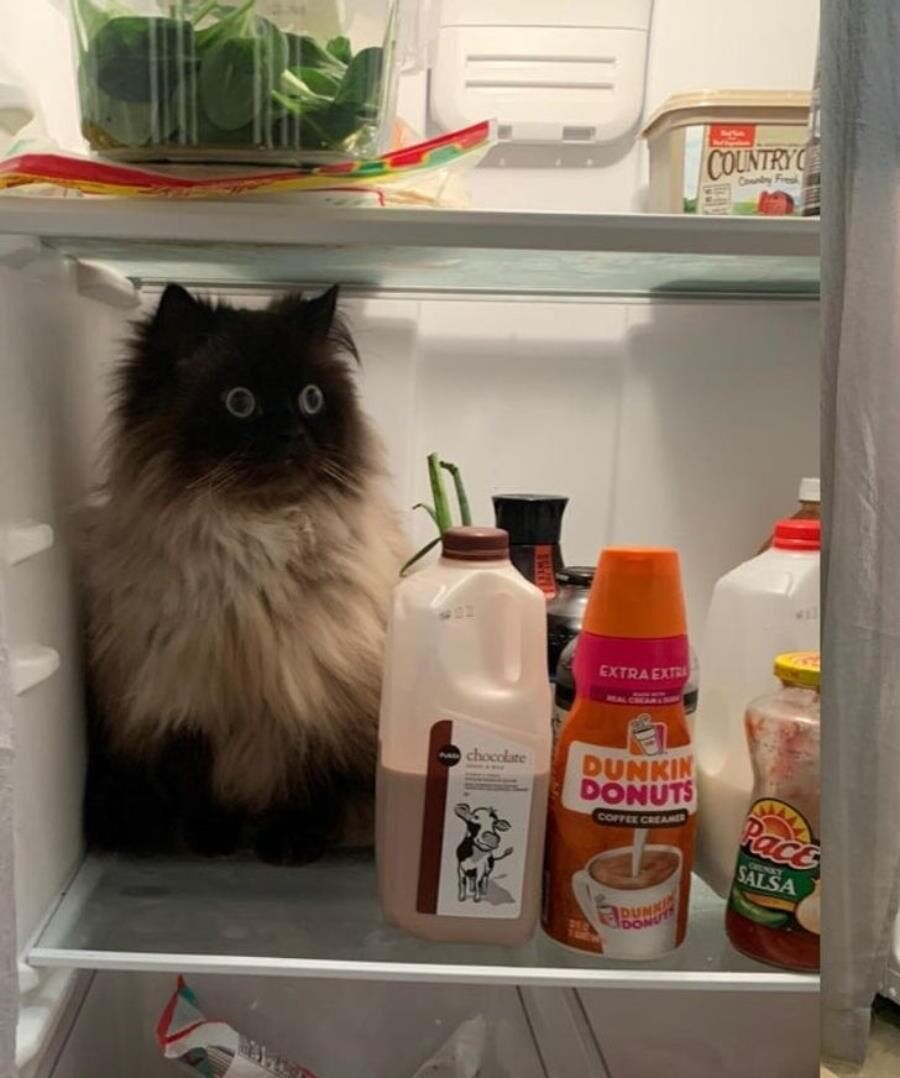 frigo, chat, regard, effrayé, nourriture