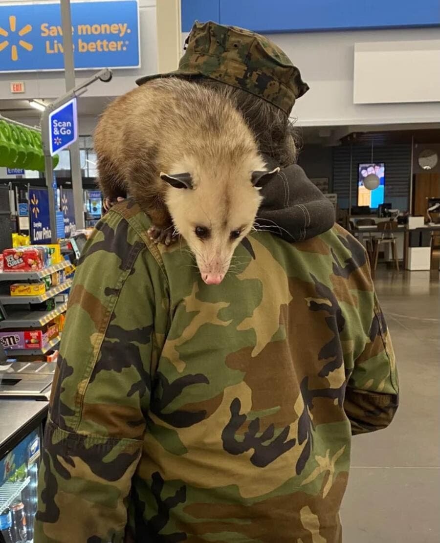 people, walmart, hypermarché, amérique, militaire, oppossum 