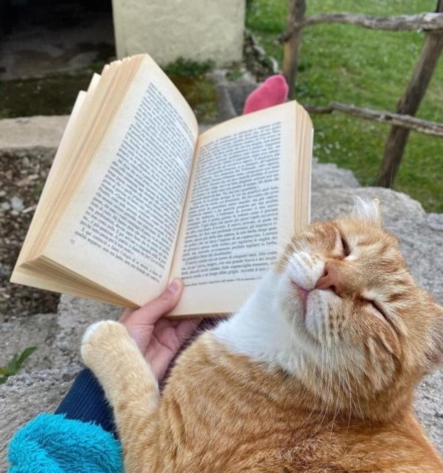 chat, lire, livre, sourire, mignon, roux