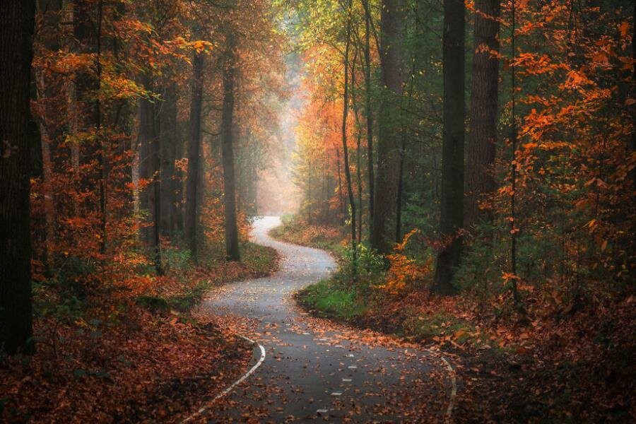 orange, photo, brume, route