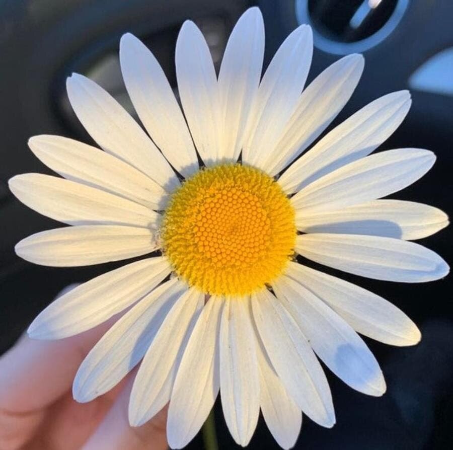 marguerite, fleur, satisfaisante, parfaite