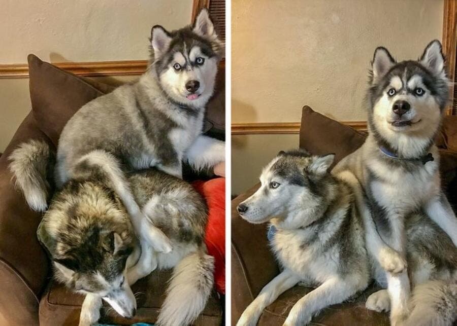 Husky, animaux, mignons, chiens