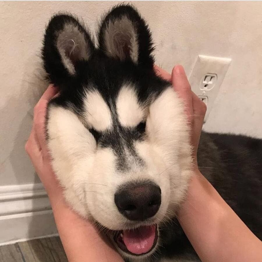 mignon, husky, chien, animaux