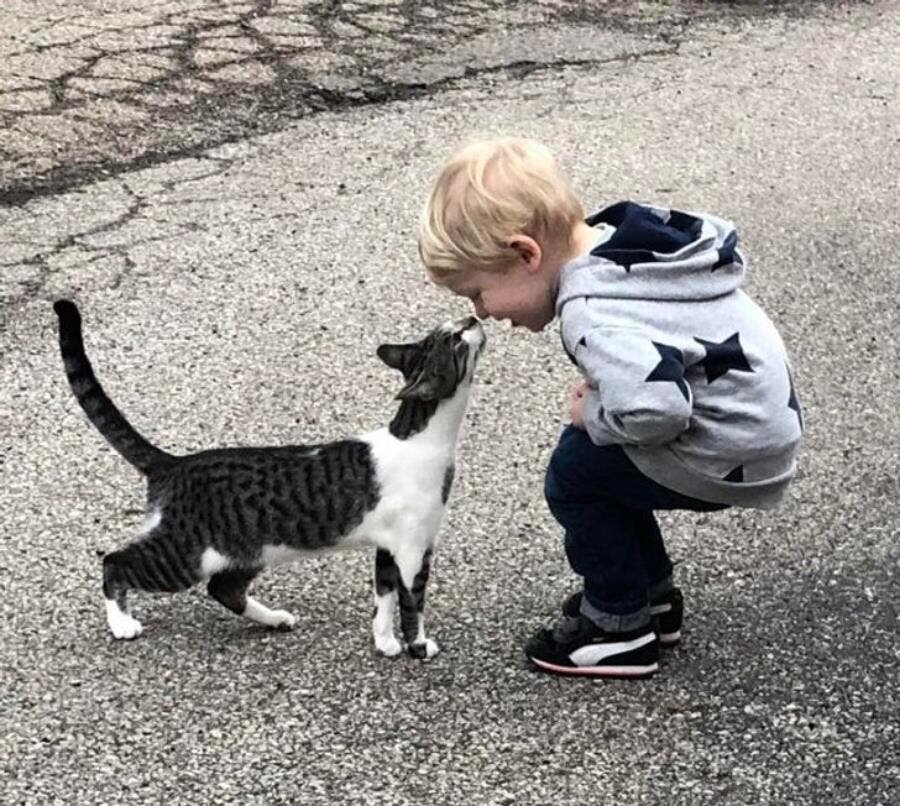 bienvenue, chat, garçon, veste, sentir, bisou