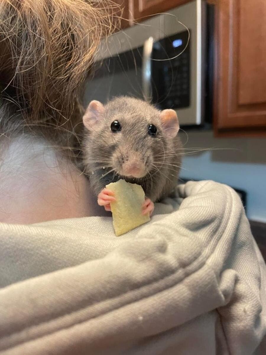 rat, mignon, ronger, crackers, épaule, adorable