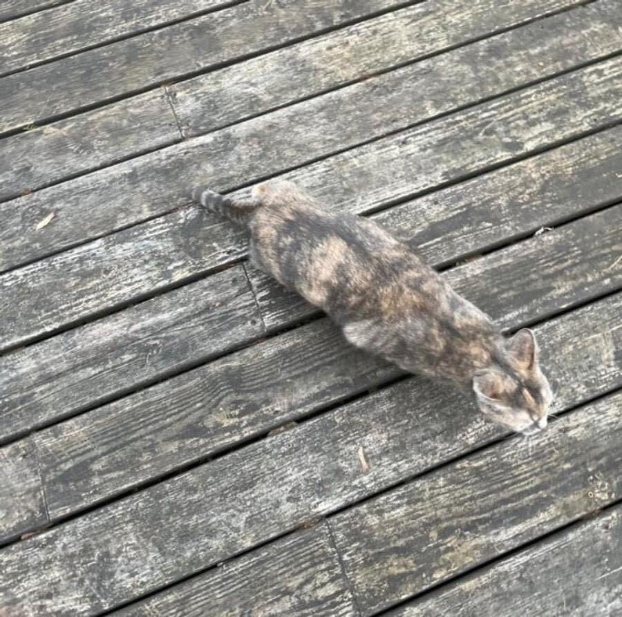 terrasse, chat, tigré, gris, camouflé