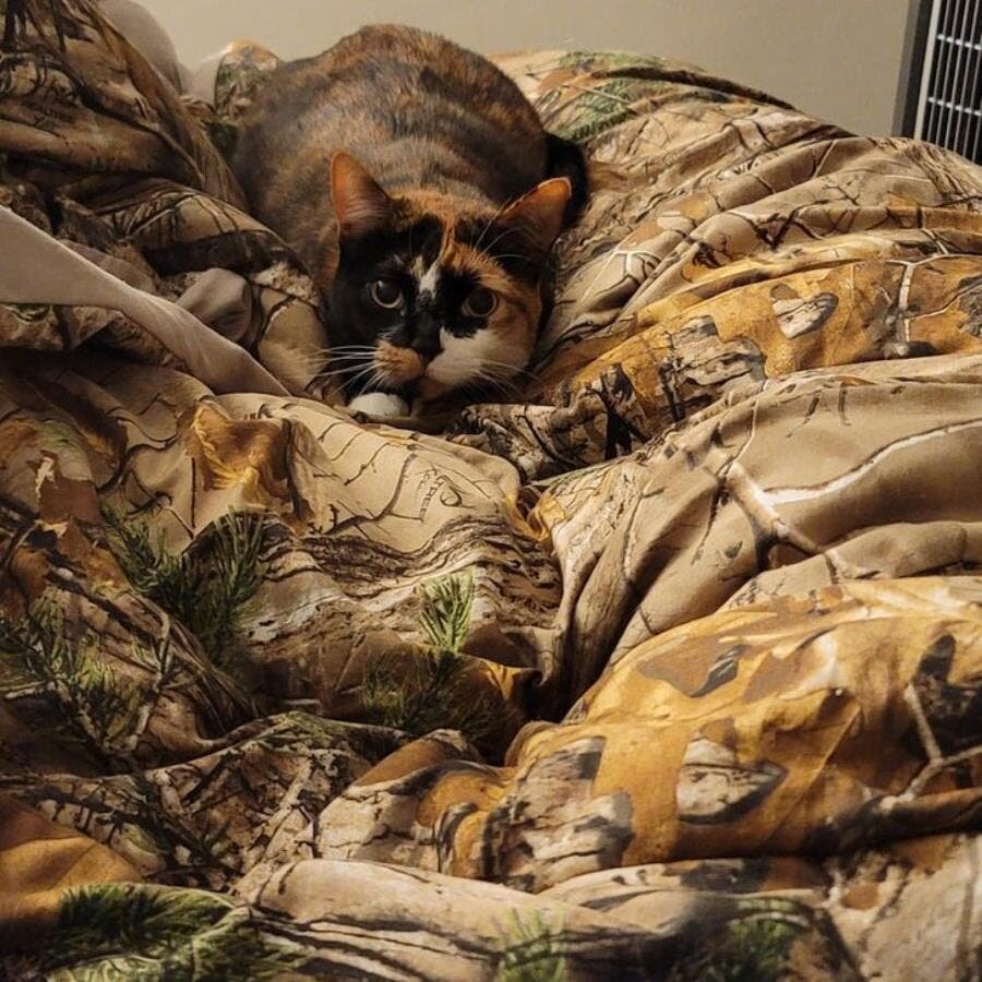 camouflage, couverture, chat, concentré, camouflée