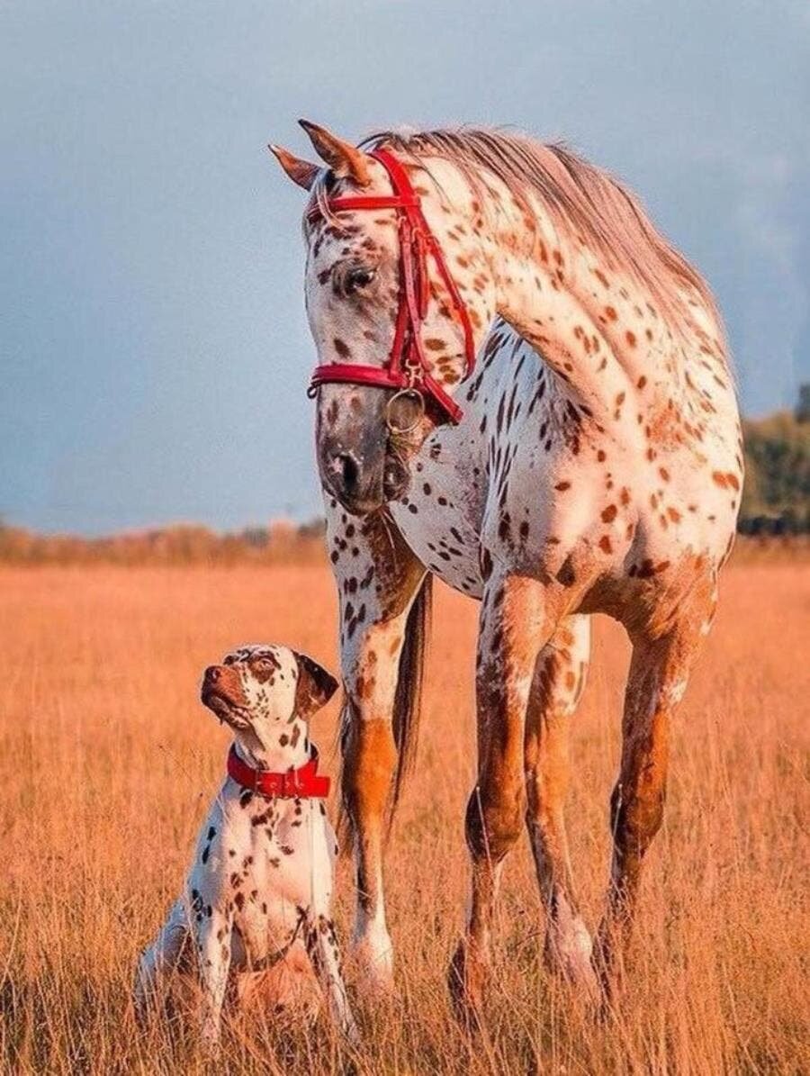 chien, cheval, frère, dalmatien, mignon