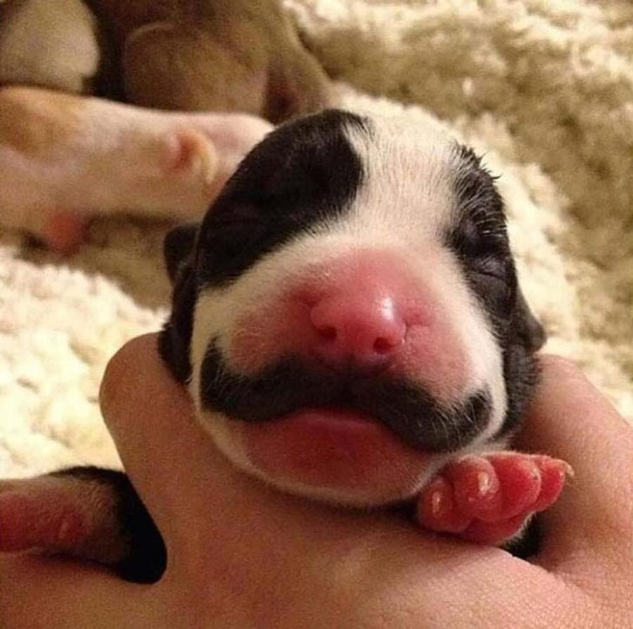 moustache, hamster, mignon, nature