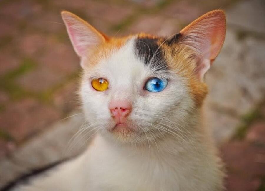 yeux, chats, mignon, nature, insolite