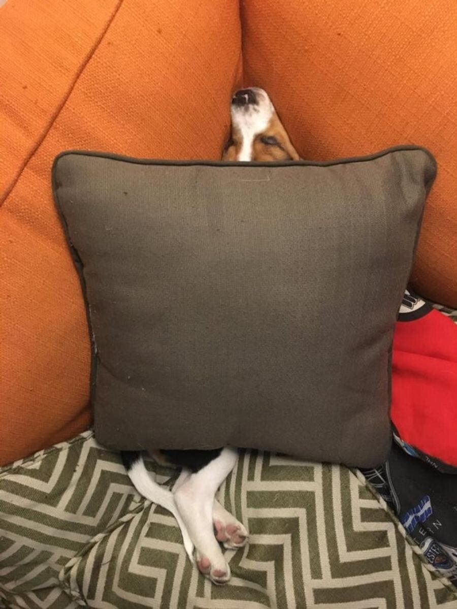 confort, chien coussin, canapé, beagle