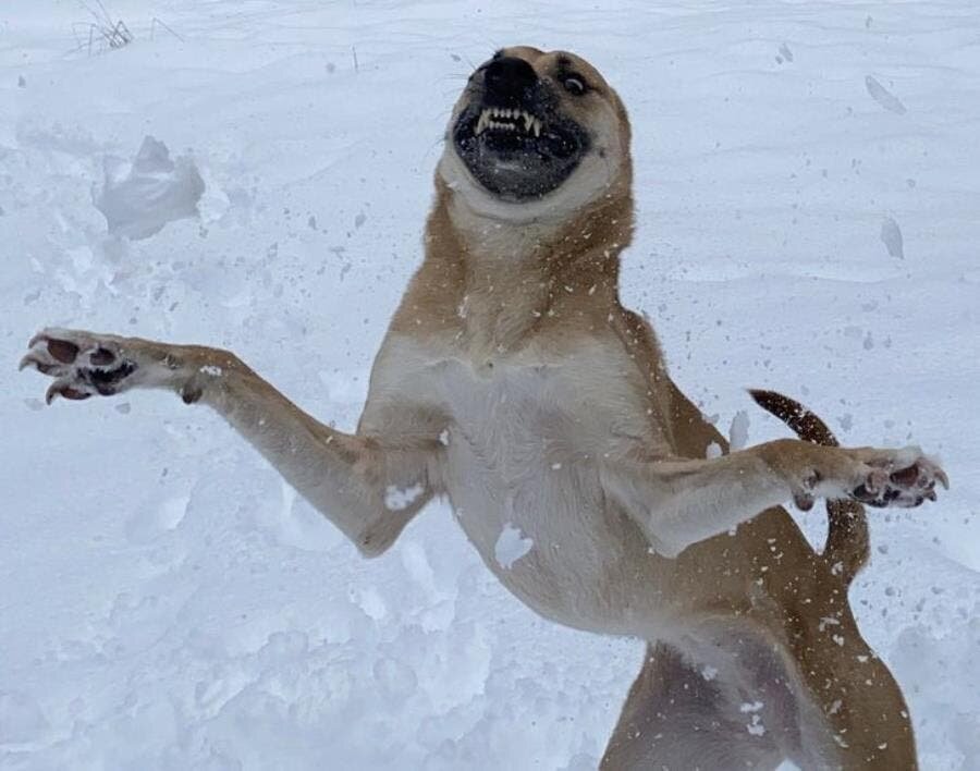 chien, fou, neige, position, dents