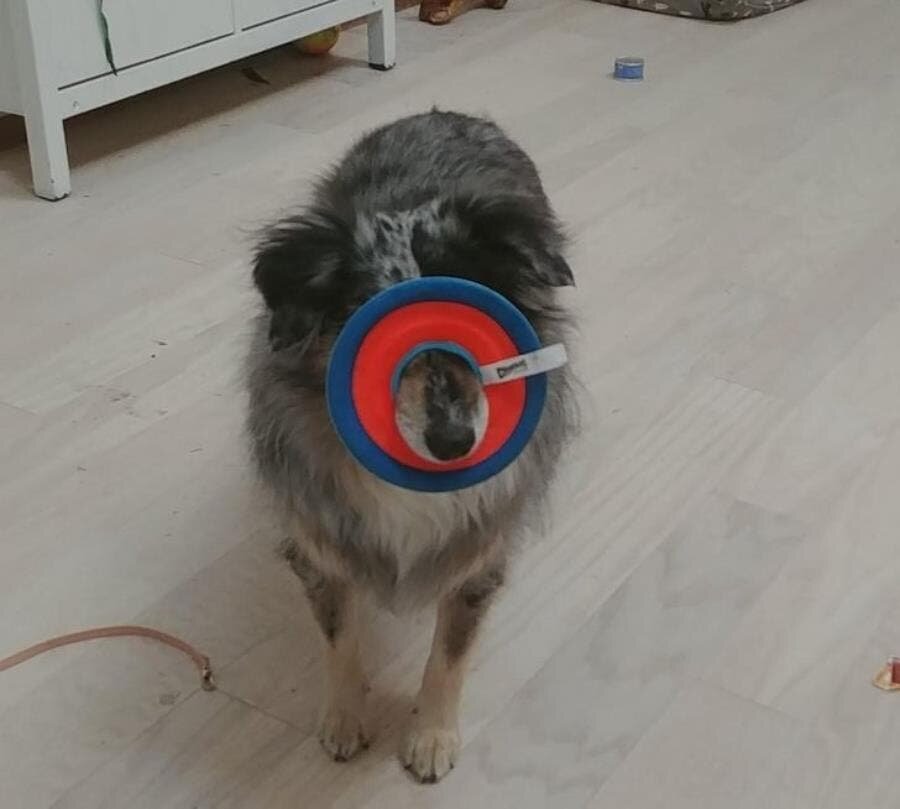 chien, frisbee, border, collie, bizarre