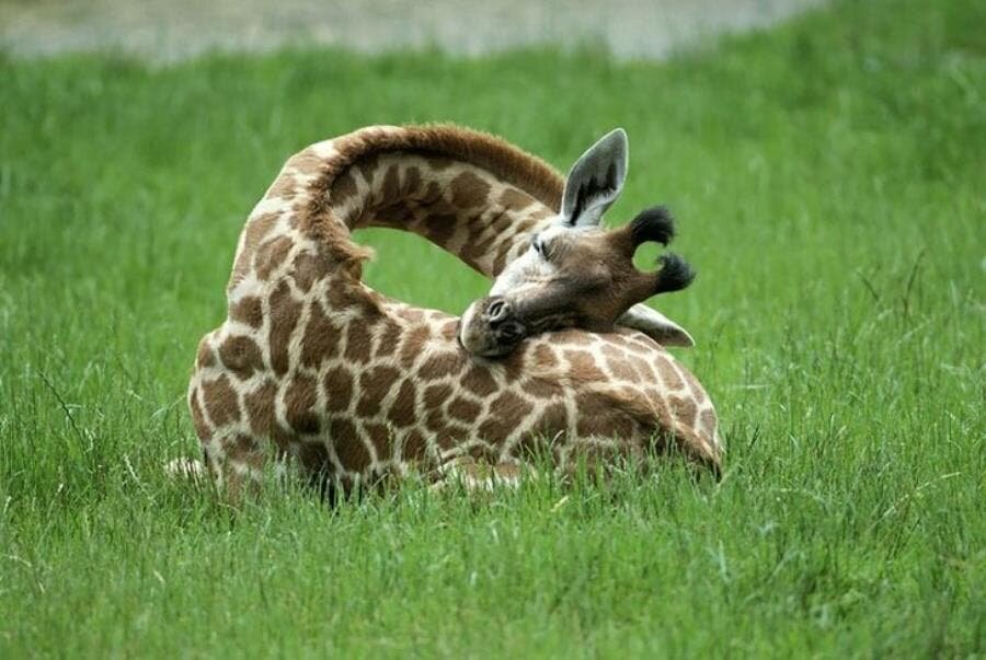 girafe, dormir, mignon, joie, insolite