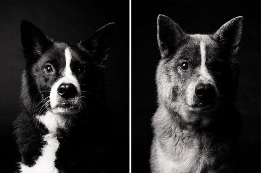 chien, vieillisse, avant/après, photo