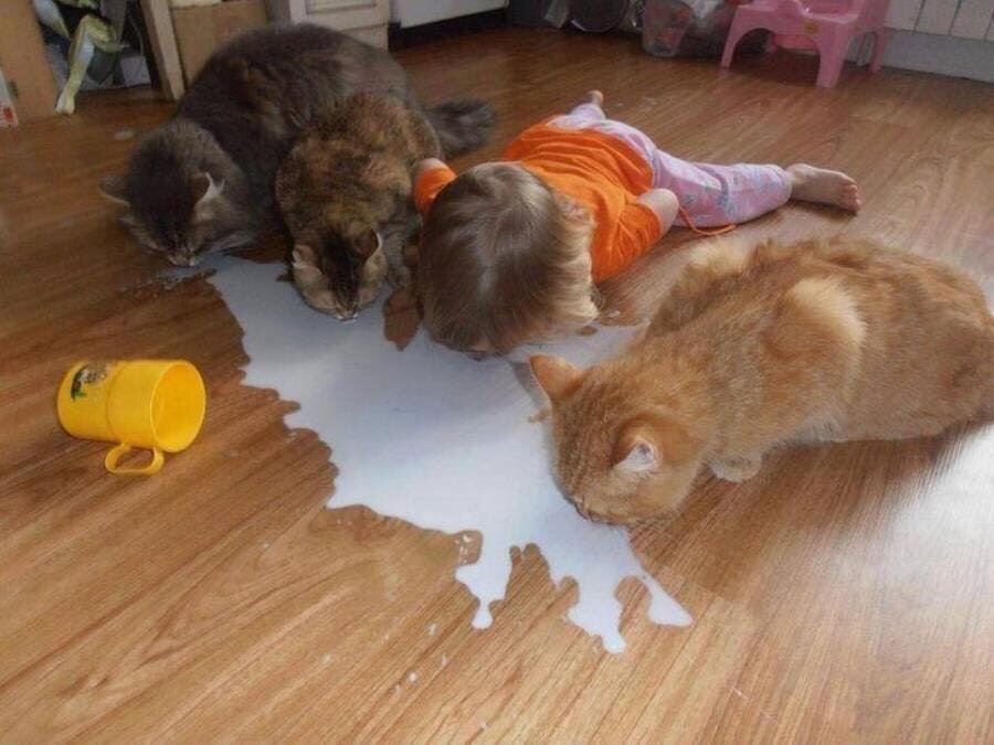 goût, chat, ensemble, lait, insolite, photo