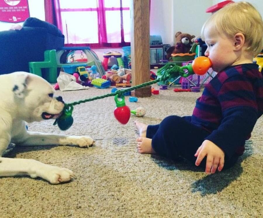 entrainement, tir à la corde, insolite, chien, photo