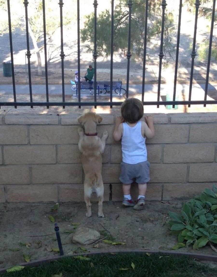 chien, garçon, espion, insolite, photo, mignon