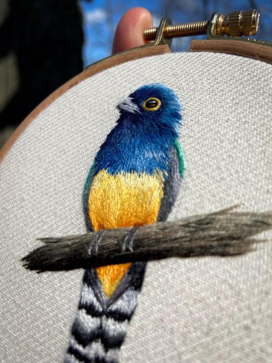 oiseau, insolite, incroyable, DIY 