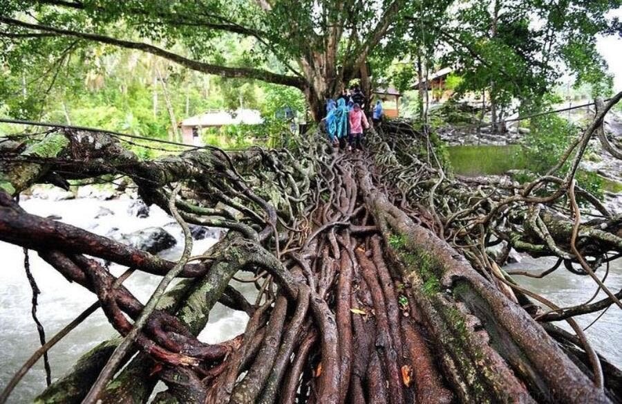 pont arbre, Indonésie, photo, insolite, impressionnant