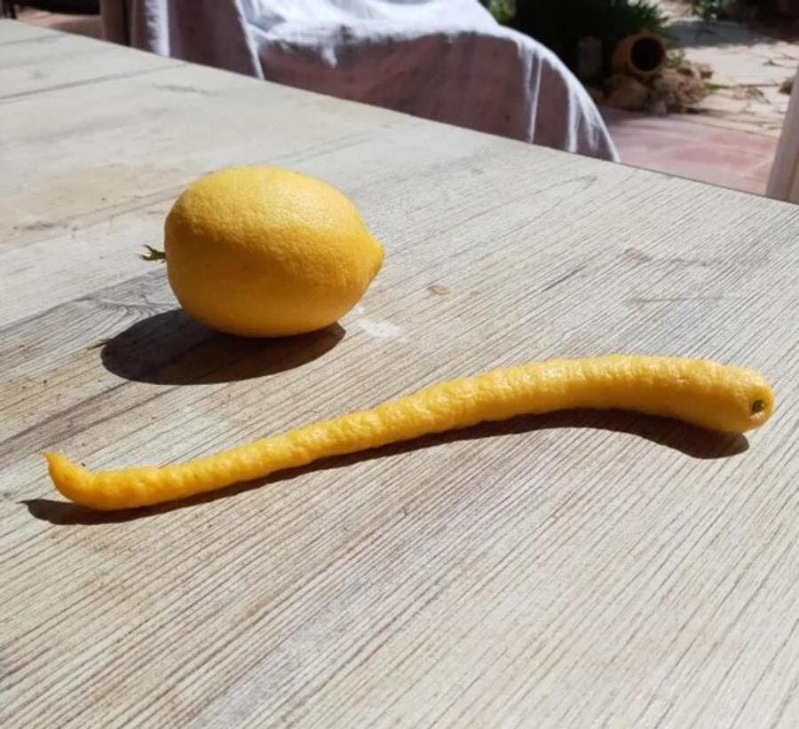 citron, normal, long, allongé, citronnier