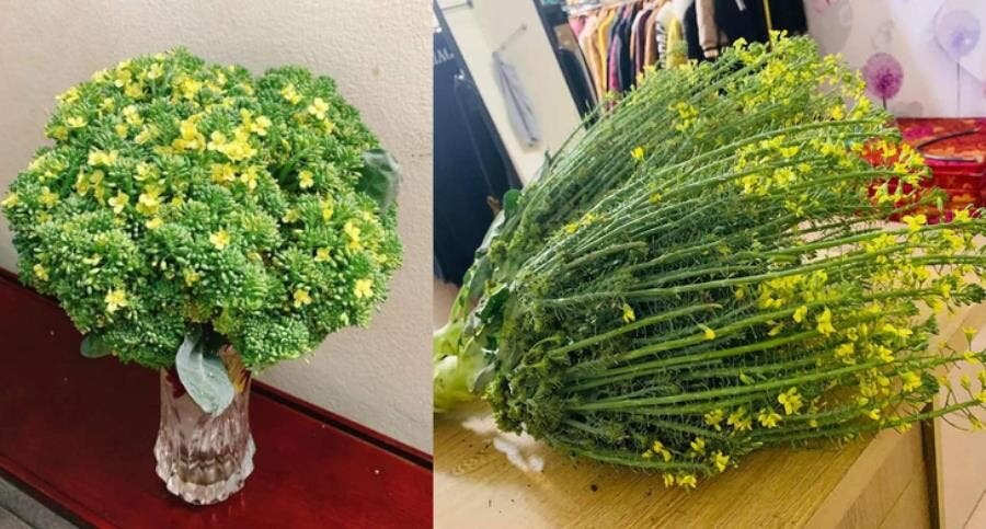 brocoli, fleuri, fleurs, vert, jaune, beau