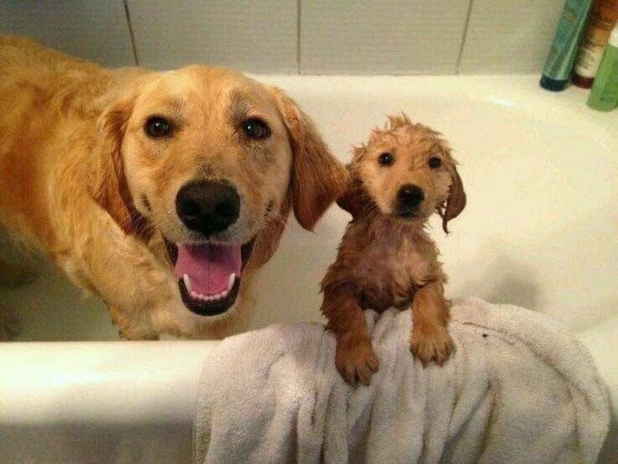 maman, chien, bain, insolite, mignon