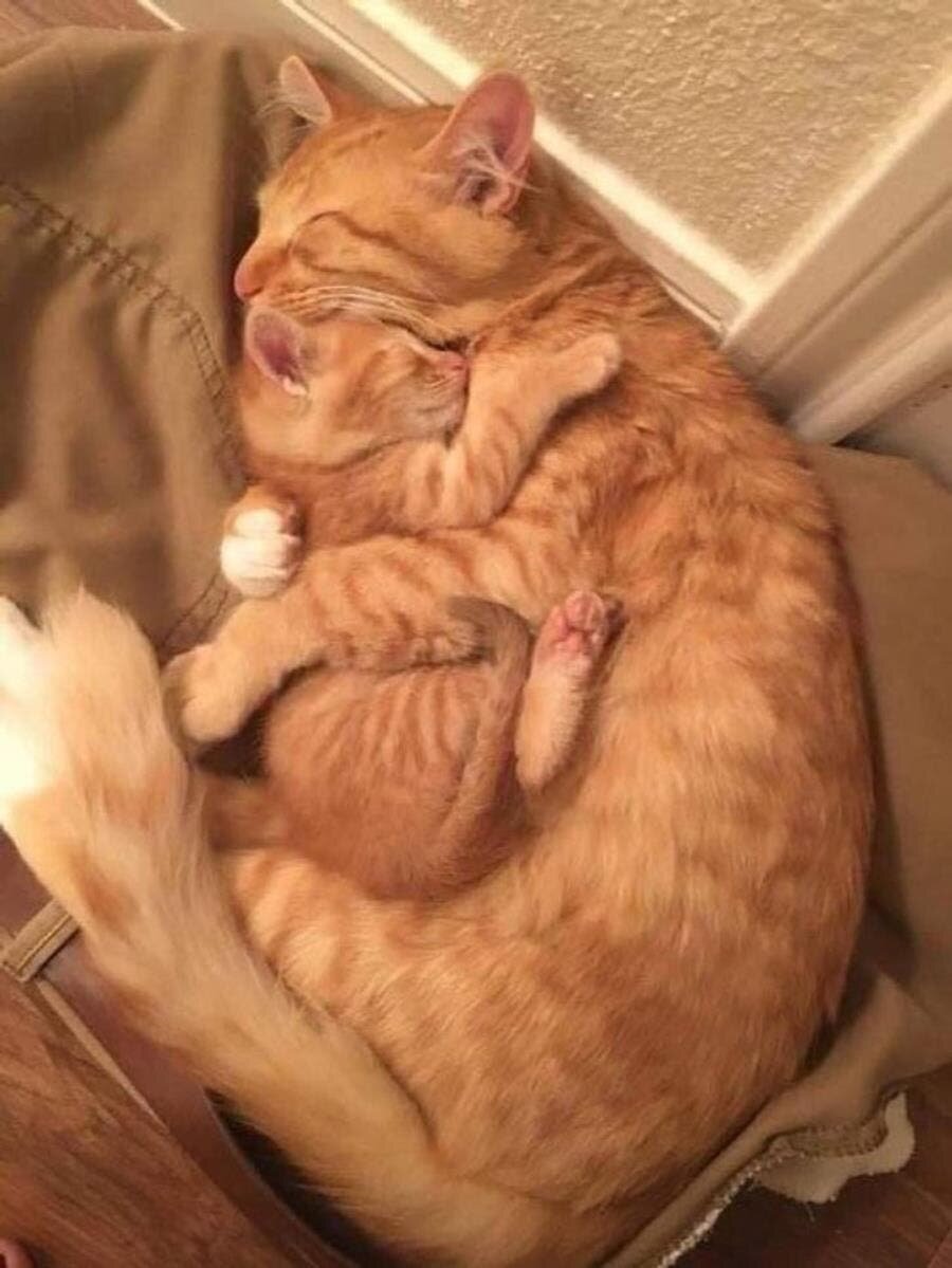 câlin, maman, chaton, mignon, photo