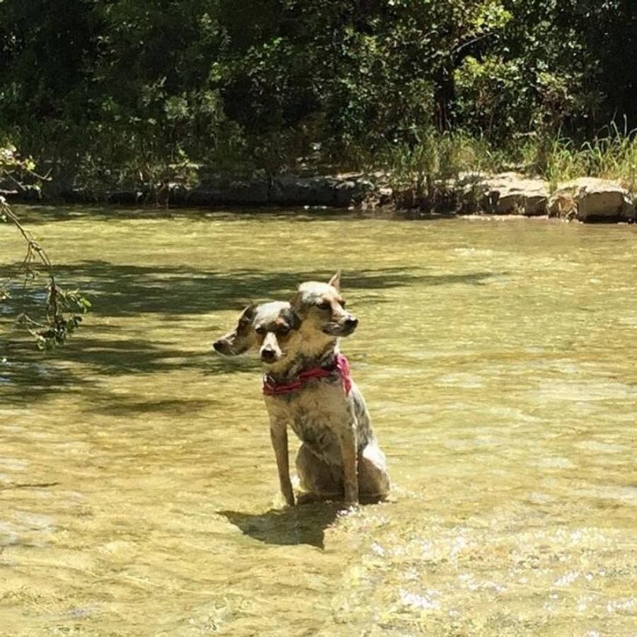 chien, têtes, panorama, photo, insolite