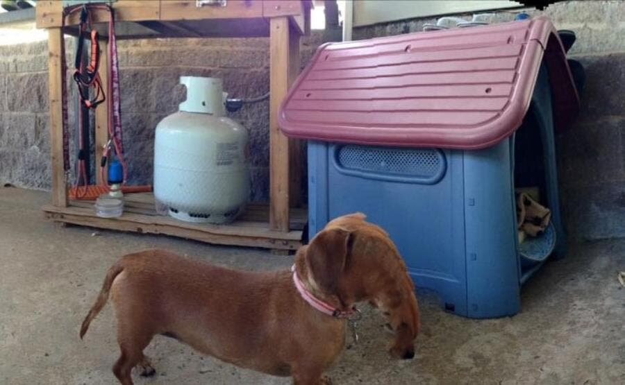 chien, éléphant, photo, insolite,