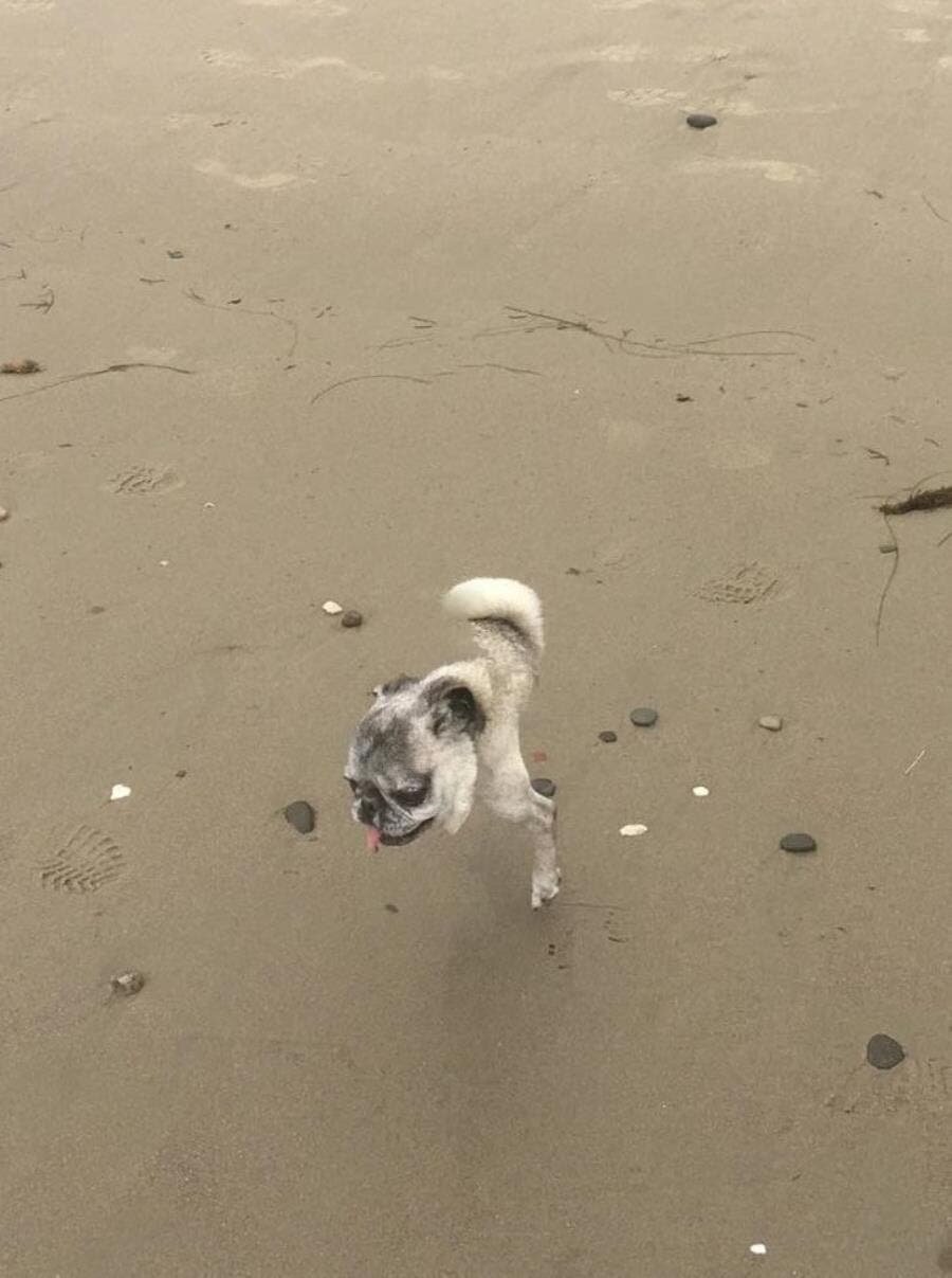 chien, plage, panorama, insolite, humour