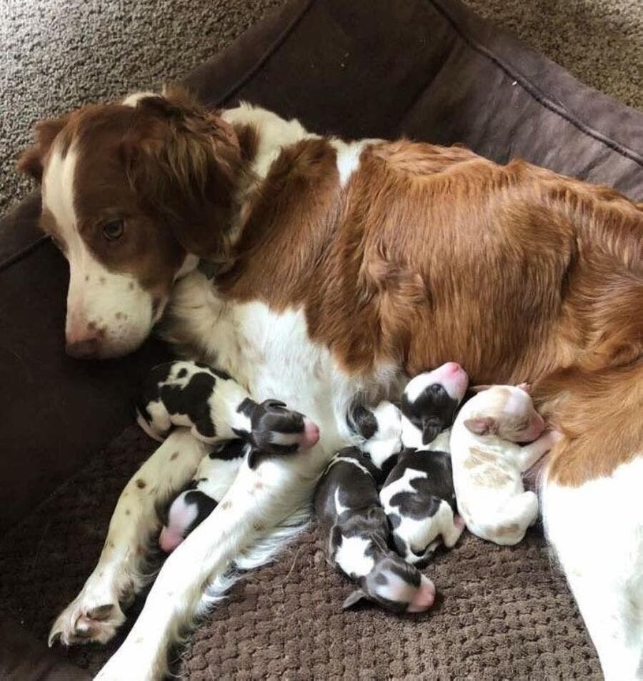 mère, chien, animaux, chiots