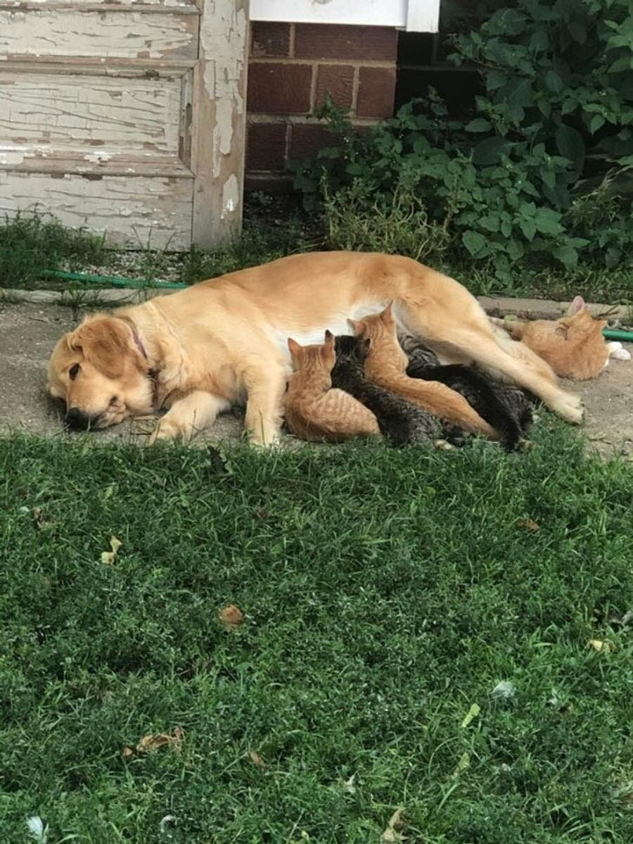 chien, chaton, patience animale, mignon