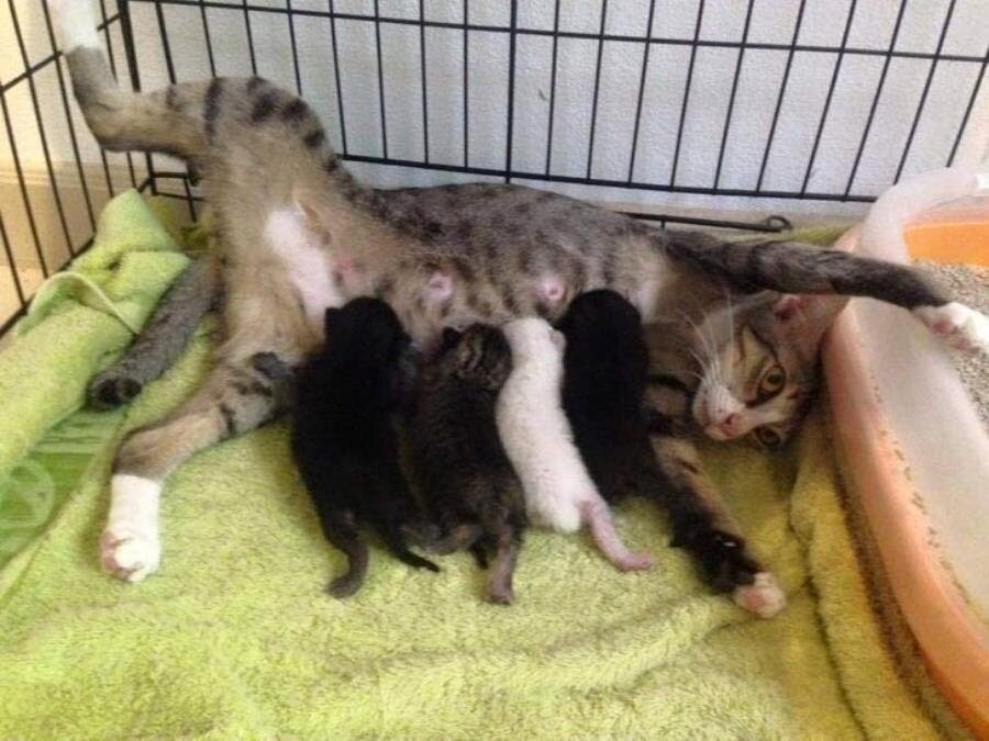 chat, chatons, mignon, patience animale, photo, insolite