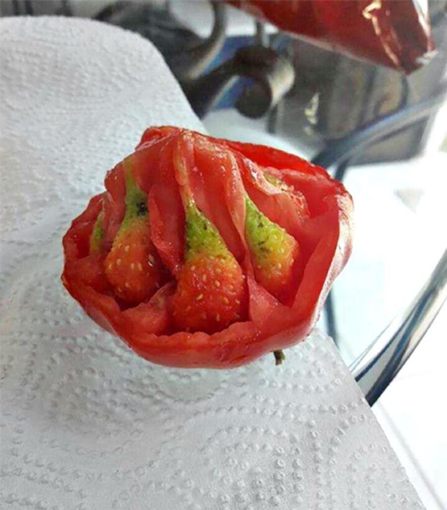 tomate, fraise, insolite, wtf, photo, inexplicable