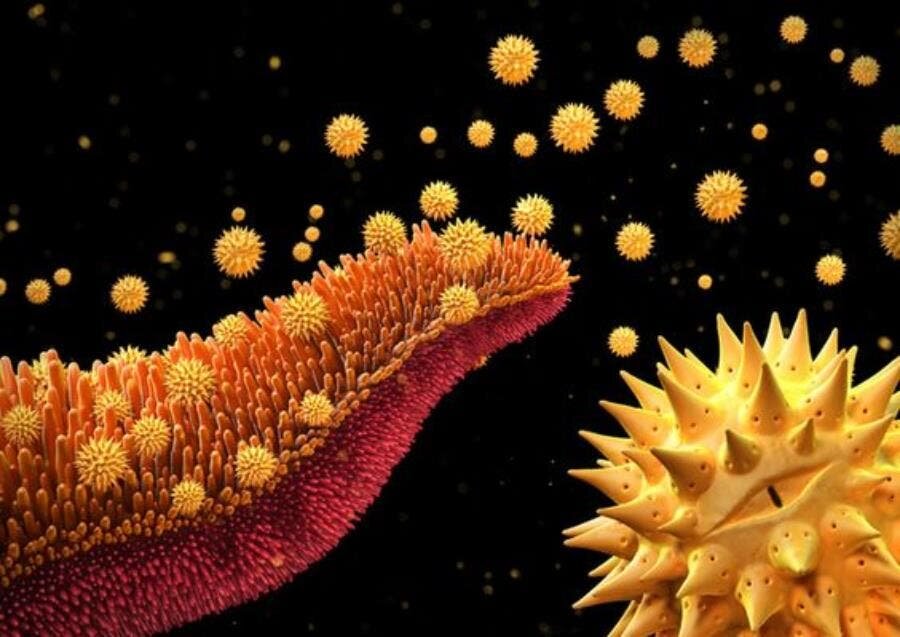 pollen, particule, zoom, microscope