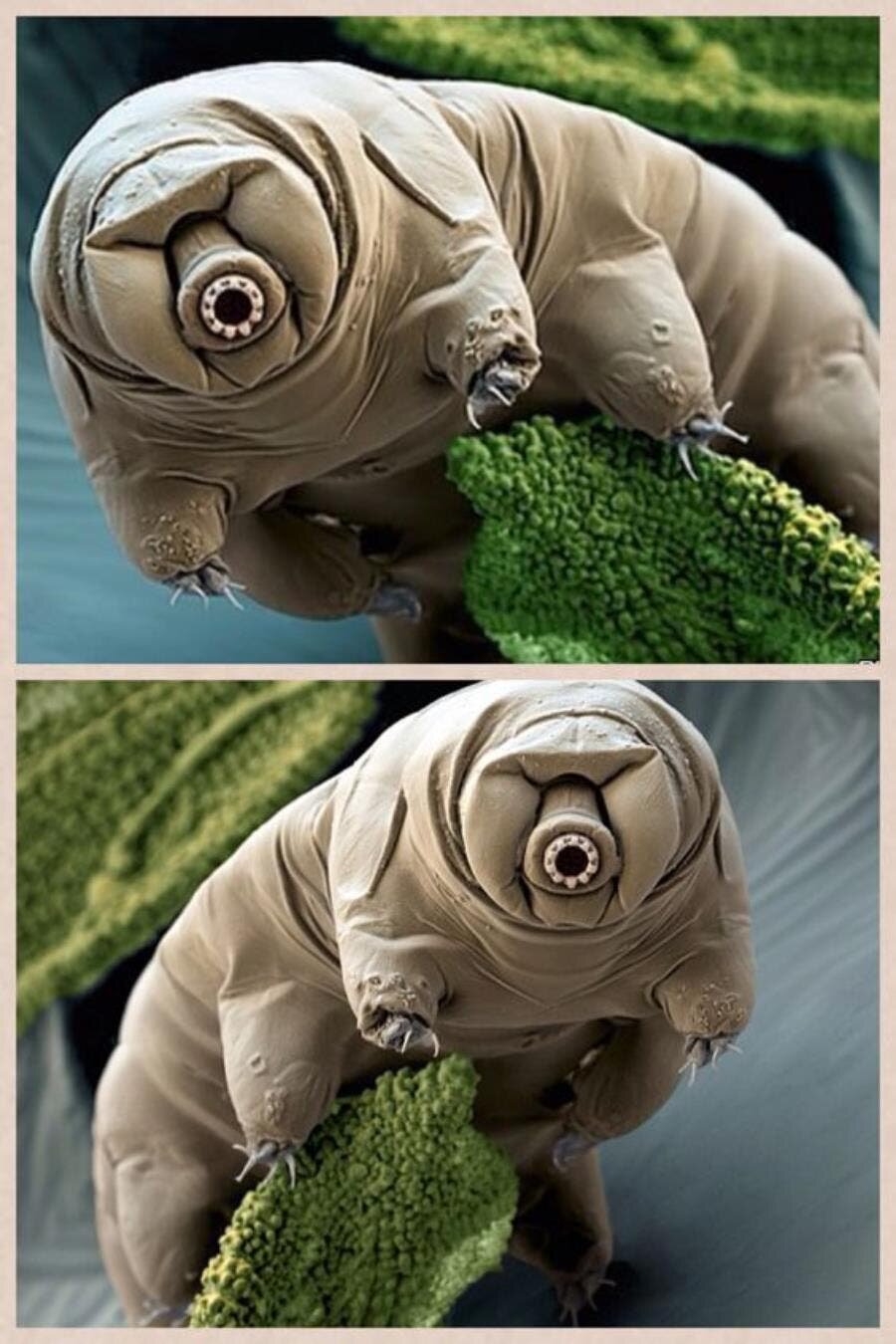 tardigrade, résistant, ver, bizarre, microscope