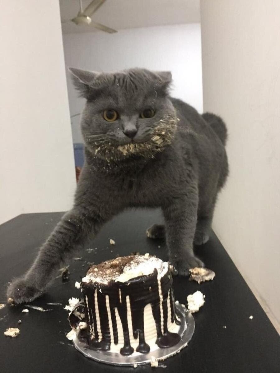 gâteau, chat, insolite, photo