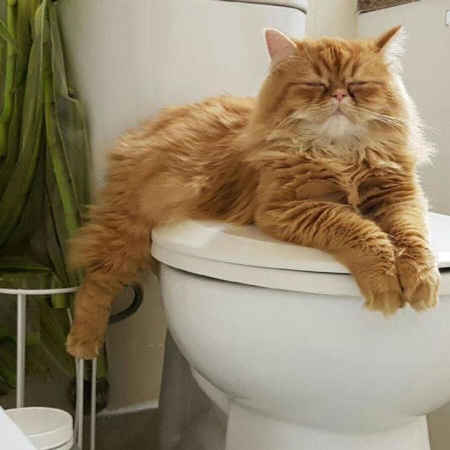 chat, insolite, toilette, diabolique, photo