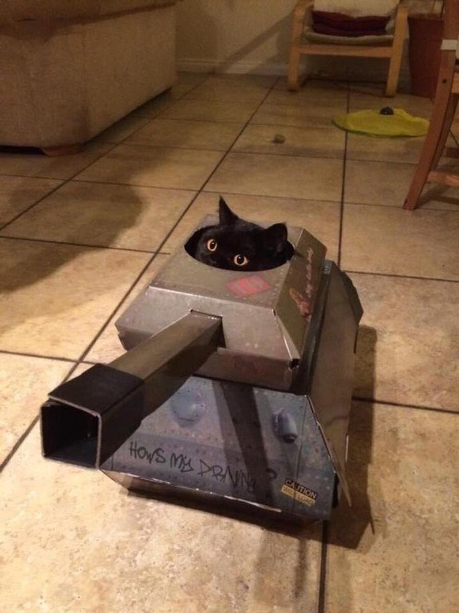 char d'assaut, chat, insolite, temps libre 